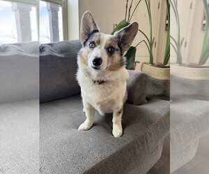 Cardigan Welsh Corgi-Pembroke Welsh Corgi Mix Dogs for adoption in Denver , CO, USA