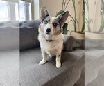 Small Cardigan Welsh Corgi-Pembroke Welsh Corgi Mix