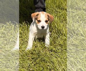 Labrenees Dogs for adoption in SHERBURNE, NY, USA