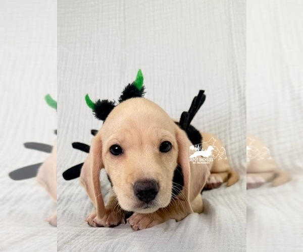 Medium Photo #8 Dachshund Puppy For Sale in SOUTH EASTON, MA, USA