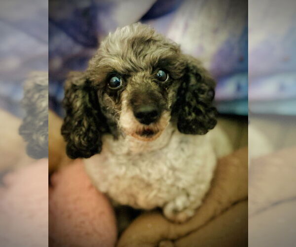 Medium Photo #1 Poodle (Toy) Puppy For Sale in Pacolet, SC, USA