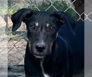 German Shepherd Dog-Unknown Mix Dogs for adoption in Yardley, PA, USA