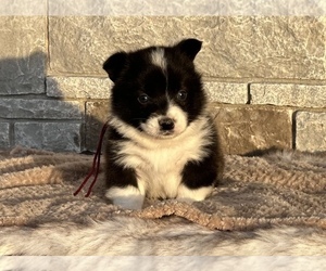 Border Collie-Pembroke Welsh Corgi Mix Puppy for sale in WAUKON, IA, USA