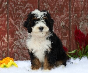 Miniature Bernedoodle Puppy for sale in FREDERICKSBG, OH, USA