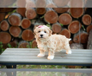 Havanese Puppy for sale in NORTH LAWRENCE, OH, USA