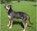 Small #1 Mutt