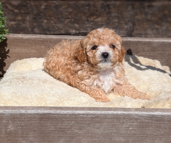 Medium Photo #9 Cavapoo (Miniature) Puppy For Sale in GOSHEN, IN, USA