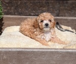 Small Photo #35 Cavapoo (Miniature) Puppy For Sale in GOSHEN, IN, USA