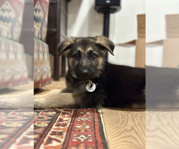 Medium Photo #2 German Shepherd Dog Puppy For Sale in West Sacramento, CA, USA