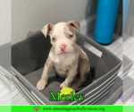 Small #4 American Bulldog Mix