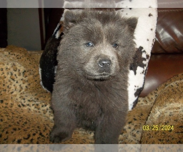 Medium Photo #1 Chow Chow Puppy For Sale in MIDDLEBURG, FL, USA