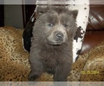 Small Photo #1 Chow Chow Puppy For Sale in MIDDLEBURG, FL, USA