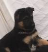 Small Photo #11 German Shepherd Dog Puppy For Sale in PORTERVILLE, CA, USA