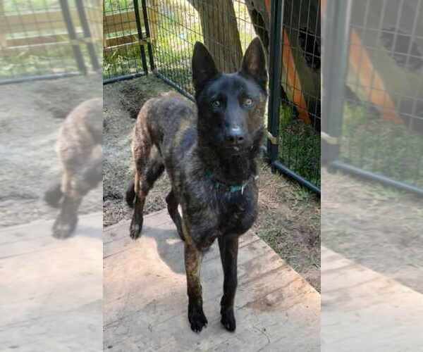 Medium Photo #1 Holland Shepherd Puppy For Sale in Imlay City, MI, USA