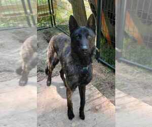 Holland Shepherd Dogs for adoption in Imlay City, MI, USA