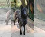 Small Holland Shepherd