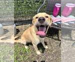 Small Labrador Retriever