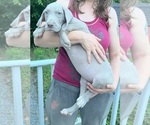 Small #19 Great Dane