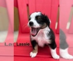 Small Photo #4 Miniature Australian Shepherd Puppy For Sale in LAKELAND, FL, USA