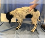 Small Photo #2 Munsterlander (Large) Puppy For Sale in MANCHESTER, IA, USA