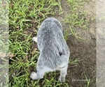 Small #3 Australian Cattle Dog