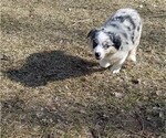 Small Miniature Australian Shepherd