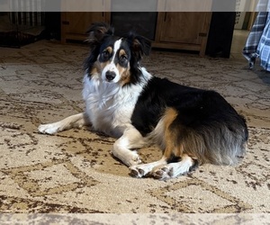 Mother of the Australian Shepherd puppies born on 03/31/2025