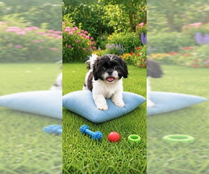 Gracie Von - Female Shih Tzu Dog for Adoption - Photo #3