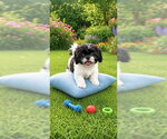 Small Photo #3 Shih Tzu Puppy For Sale in Weston, FL, USA