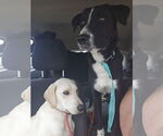 Small #10 Labrador Retriever Mix