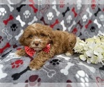 Small #2 Shih-Poo