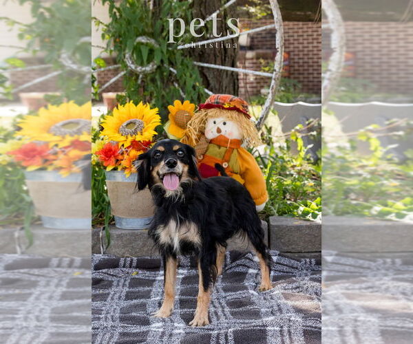 Medium Photo #3 Cocker Spaniel Puppy For Sale in Foristell, MO, USA