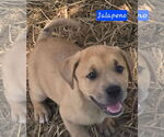 Small #1 Catahoula Leopard Dog-Labrador Retriever Mix