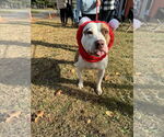 Small #9 American Pit Bull Terrier Mix