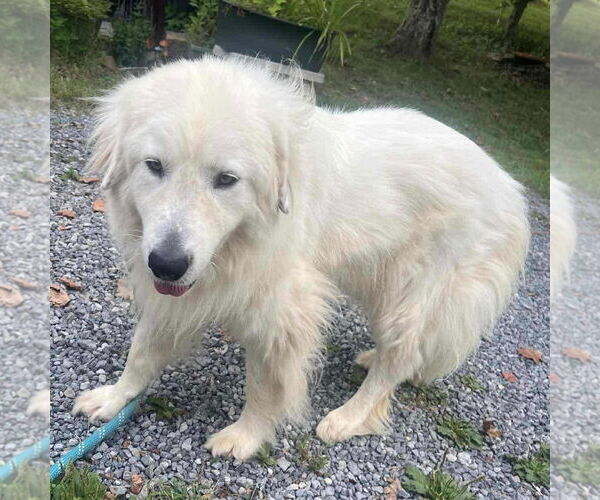 Medium Photo #1 Collie-Great Pyrenees Mix Puppy For Sale in Bristol, CT, USA
