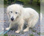 Small Collie-Great Pyrenees Mix