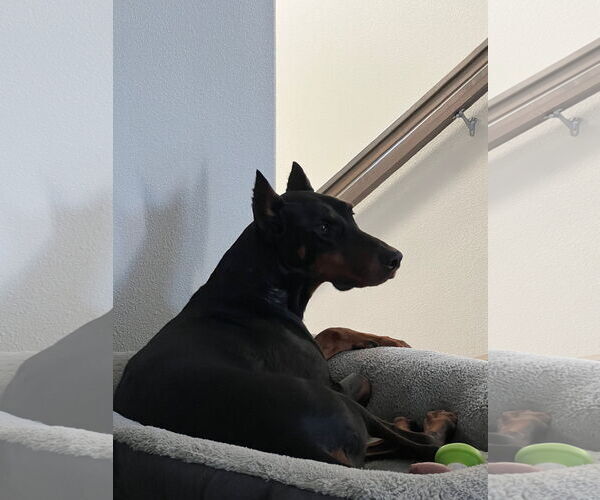 Medium Photo #8 Doberman Pinscher Puppy For Sale in Buffalo, MN, USA