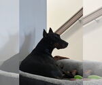 Small #7 Doberman Pinscher