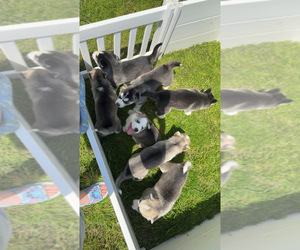 German Shepherd Dog-Siberian Husky Mix Litter for sale in WHEELING, WV, USA