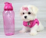 Small Photo #3 Maltese Puppy For Sale in LAS VEGAS, NV, USA