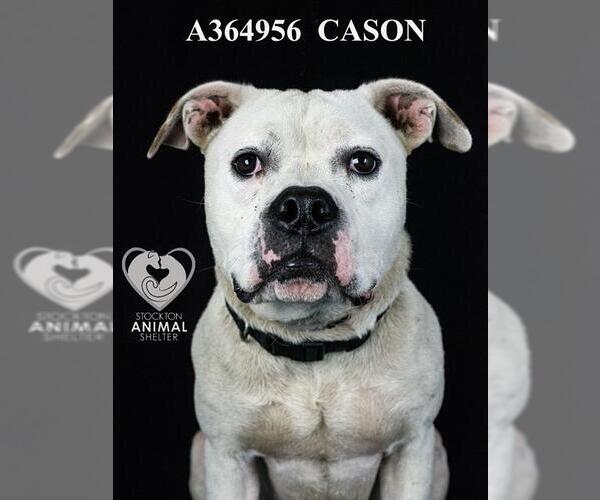 Medium Photo #2 American Pit Bull Terrier Puppy For Sale in Stockton, CA, USA