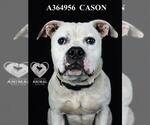 Small #1 American Pit Bull Terrier