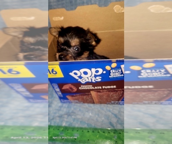 Medium Photo #9 Yorkshire Terrier Puppy For Sale in AKRON, OH, USA