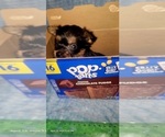 Small Photo #236 Yorkshire Terrier Puppy For Sale in AKRON, OH, USA