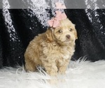 Small #4 Goldendoodle (Miniature)