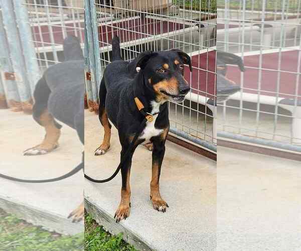 Medium Photo #12 Mutt Puppy For Sale in Mount Laurel, NJ, USA