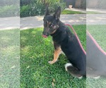 Small #7 German Shepherd Dog