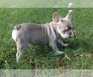 French Bulldog Puppy for sale in GRAND RAPIDS, MI, USA