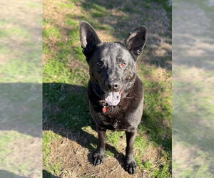 Mutt Dogs for adoption in Woodbury, NY, USA