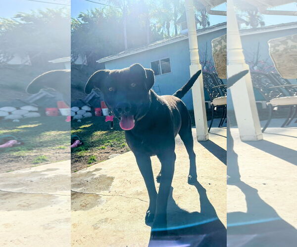 Medium Photo #3 Labrador Retriever-Unknown Mix Puppy For Sale in San Diego, CA, USA